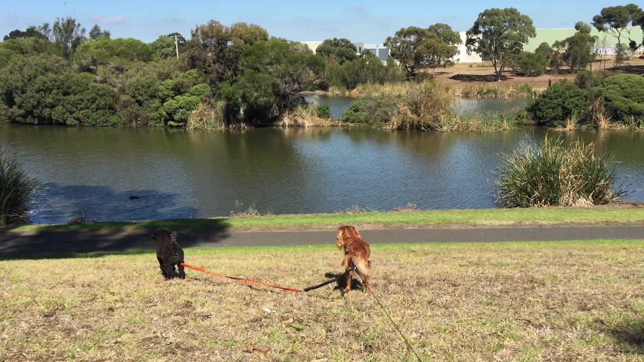 Lakeside - 3 Geelong Australia