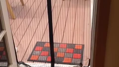 😂🐶 Cat vs Dog Showdown! | FunFM
