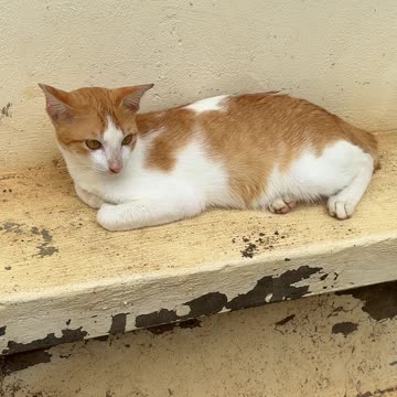 Chill Cat on the Steps 🐾 | Relaxing Cat Moments