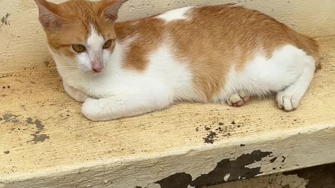 Chill Cat on the Steps 🐾 | Relaxing Cat Moments