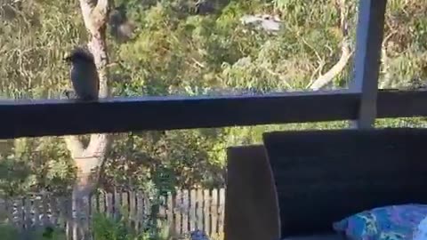 😂🦅 Feeding Pasta to a Kookaburra on the Balcony | FunFM