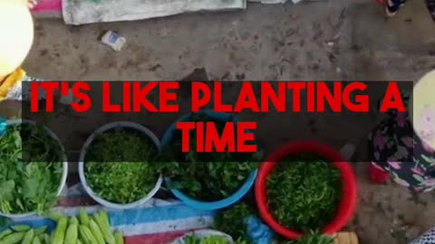 Quick Growing Vegetables Perfect For July Planting