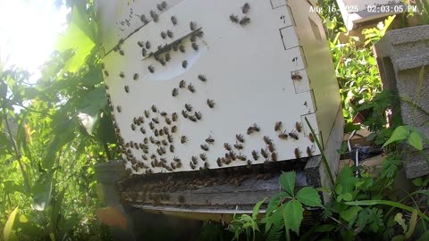 Bees on a Saturday Afternoon