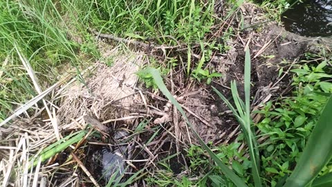 July 16, 2025 - Beaver Trapping And Justin Sutton & North Of 49 Concert