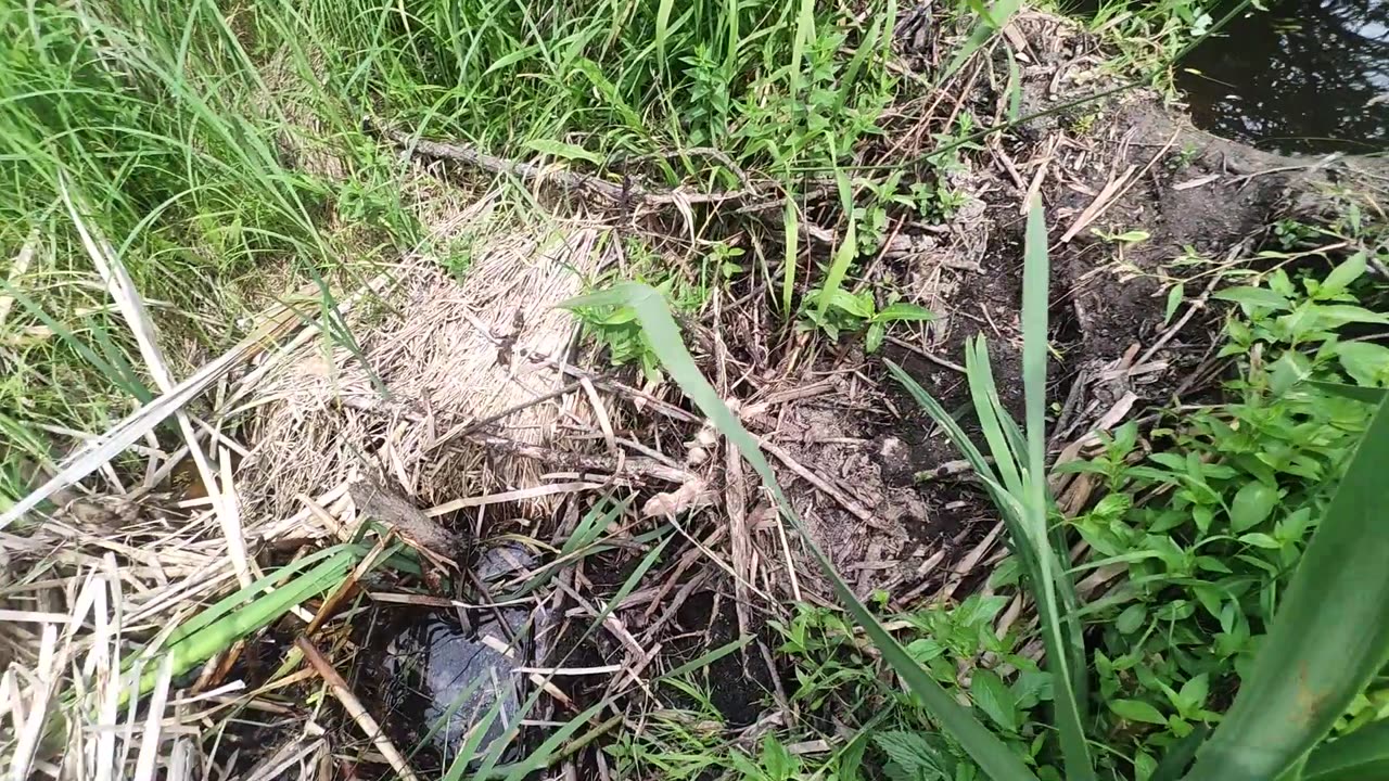July 16, 2025 - Beaver Trapping And Justin Sutton & North Of 49 Concert