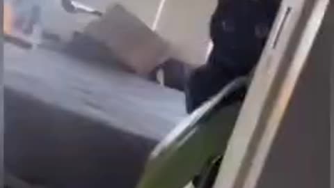 funny video for cats 😂🤣