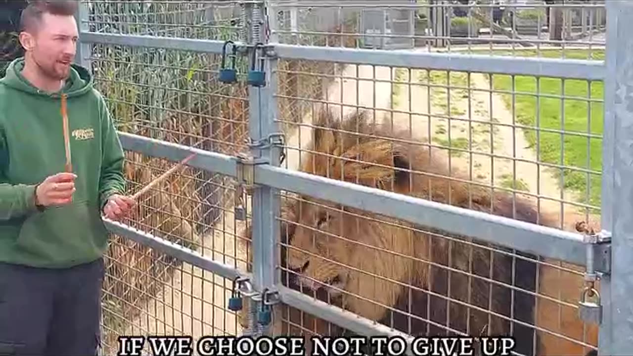 Lion Feeding Display at Wolds Wildlife Park April 2025