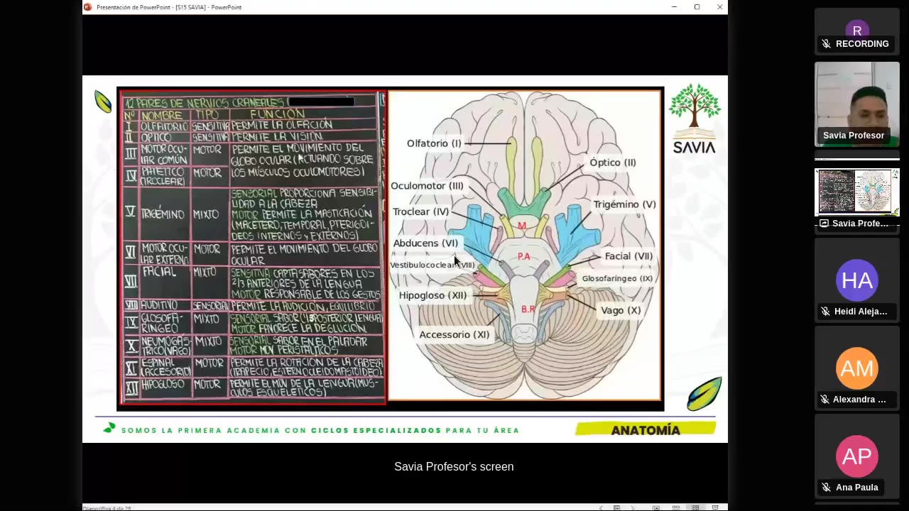 SAVIA SEMIANUAL 2024 | Semana 15 | Anatomía
