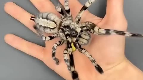 Beautiful Wild Animal Growth #animaljourney #animaltransformation #beautifulnature