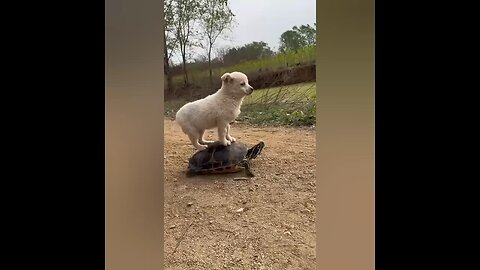 🐶 Cute Dog Rides a Tortoise Taxi 🐢😂