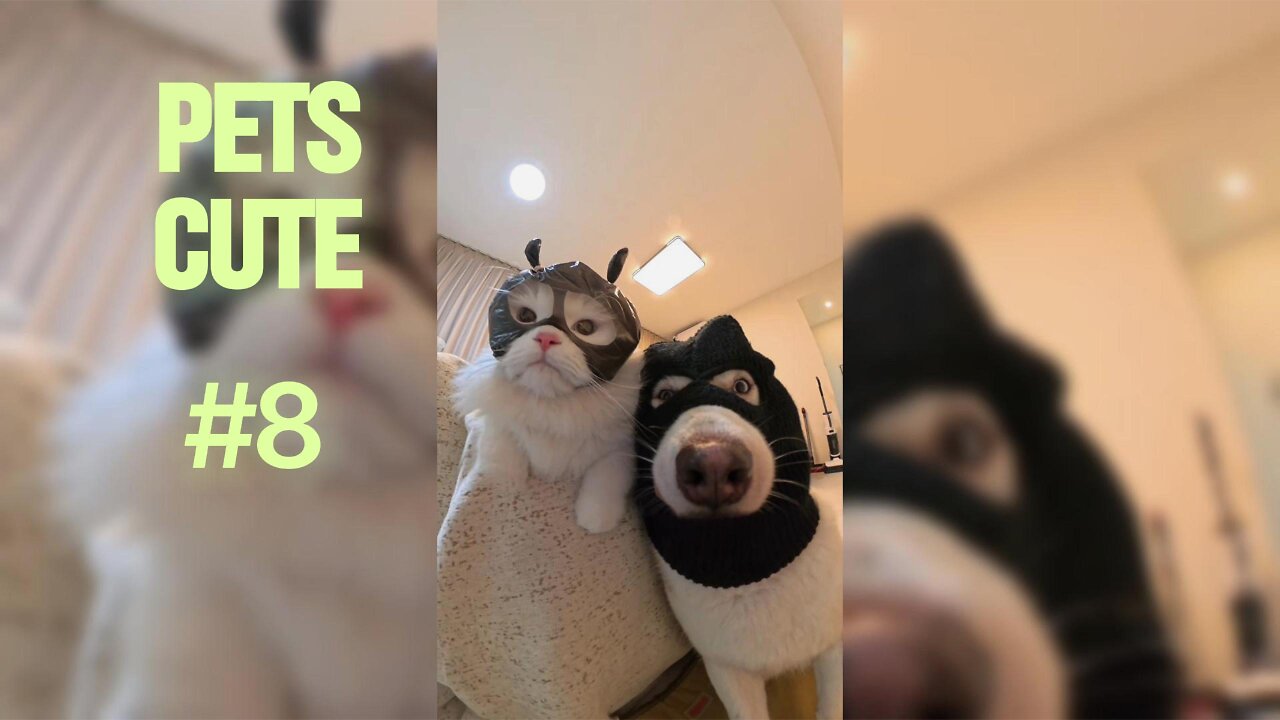 Cuteness Overload: Ultimate Compilation of Adorable Pets.