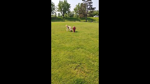 Took Yoshi to the dog park today at 10. He immediately did the quintessential dog thing...