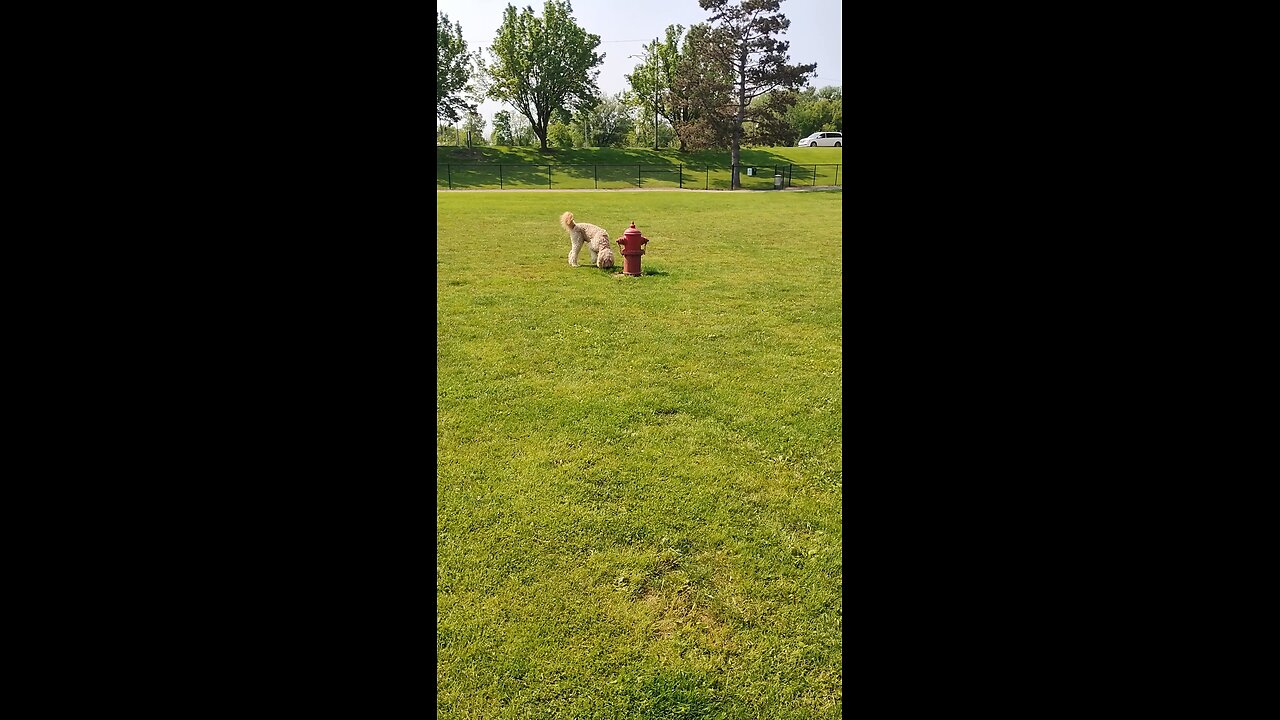 Took Yoshi to the dog park today at 10. He immediately did the quintessential dog thing...