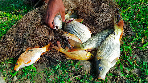 Golden colorful fish