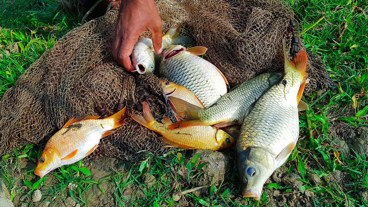 Golden colorful fish