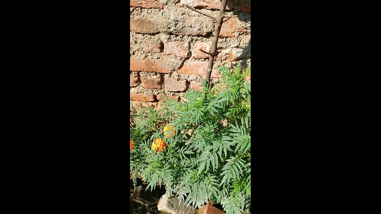 Marigold Flawer