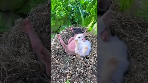 Little piggy, chubby, snoring and sleeping after eating, cute pet debut plan, rabbit, cute little p