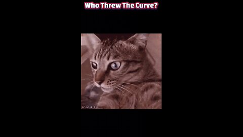 Ghost Cats Exposed: Can Your Cat Really See Spirits?