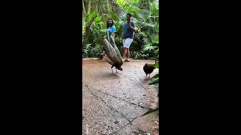 Amazing pet's