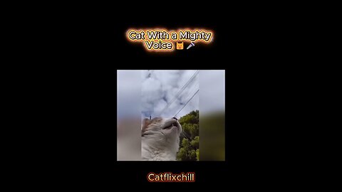Cat With a Mighty Voice 🐱🎤