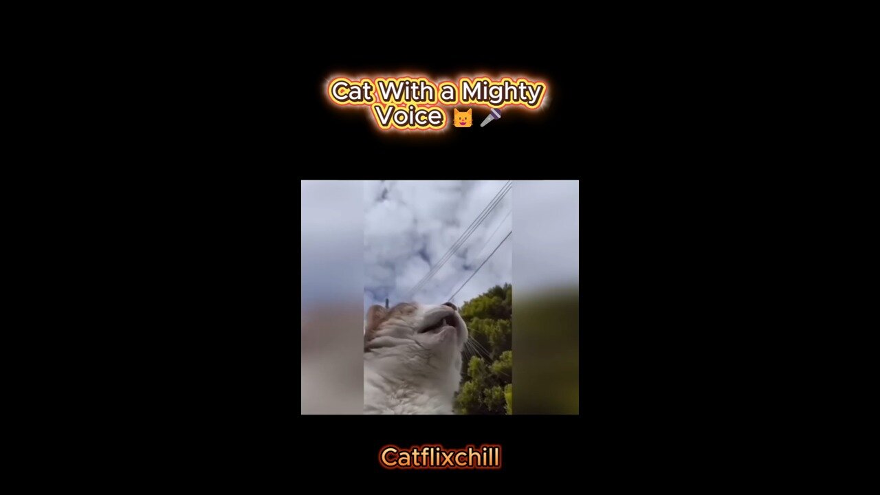 Cat With a Mighty Voice 🐱🎤