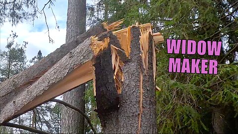 Hanging by a Thread – The Tree You Should Never Ignore