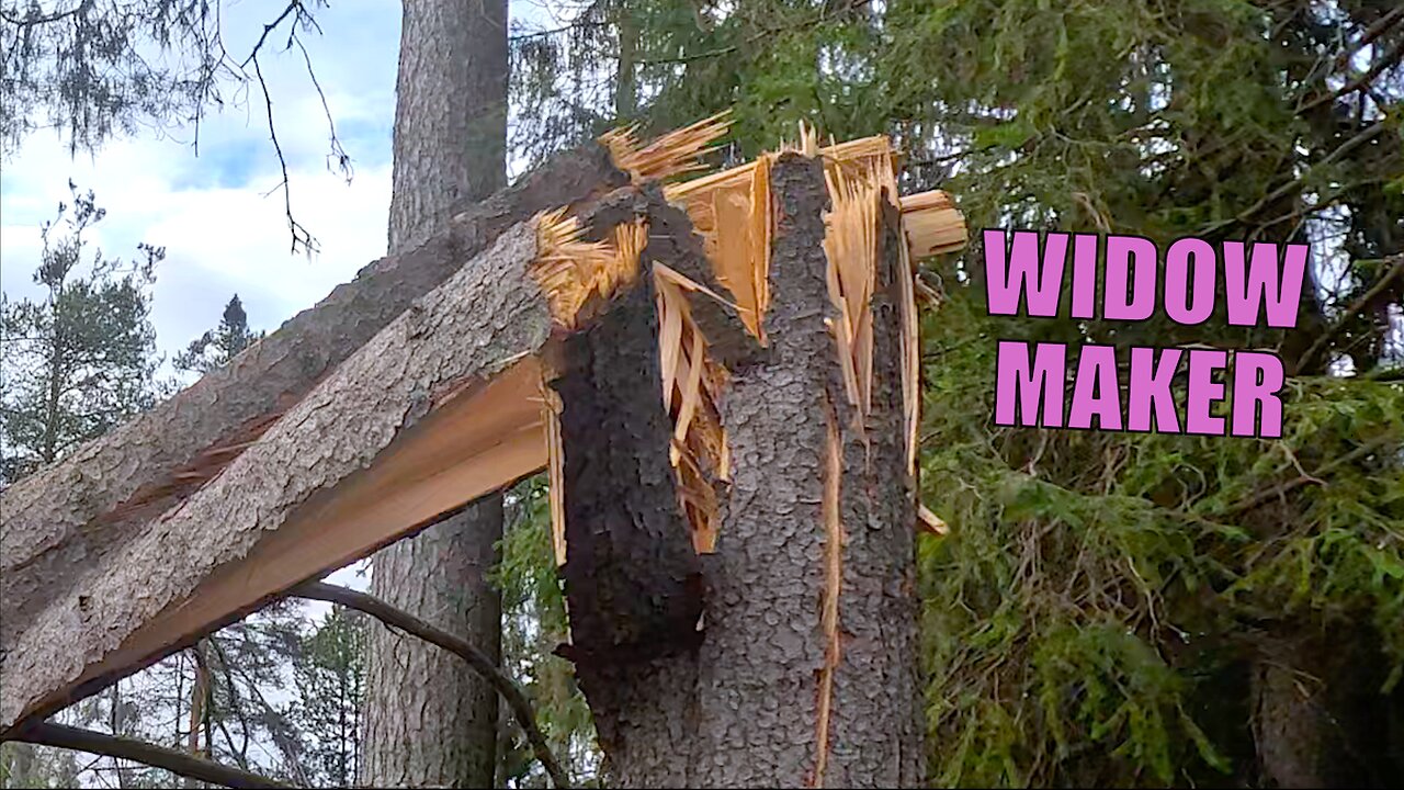 Hanging by a Thread – The Tree You Should Never Ignore