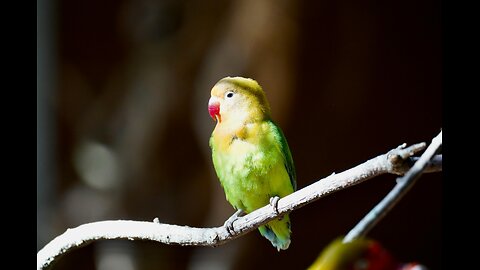 Lovebirds Singing: A Stunning Symphony of Nature