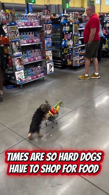 Dog shopping for their own food! 🐶🛒🐾
