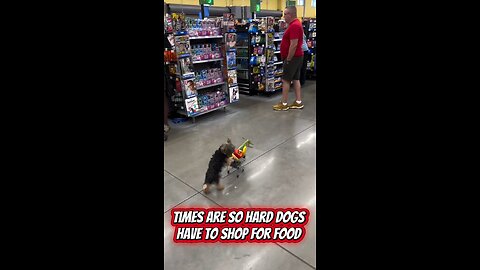 Dog shopping for their own food! 🐶🛒🐾