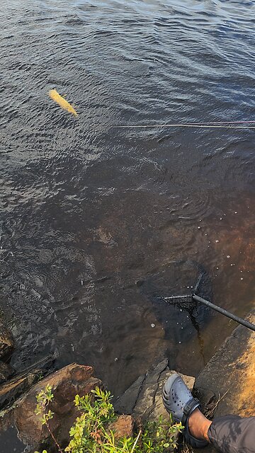 catching a decent size Pike