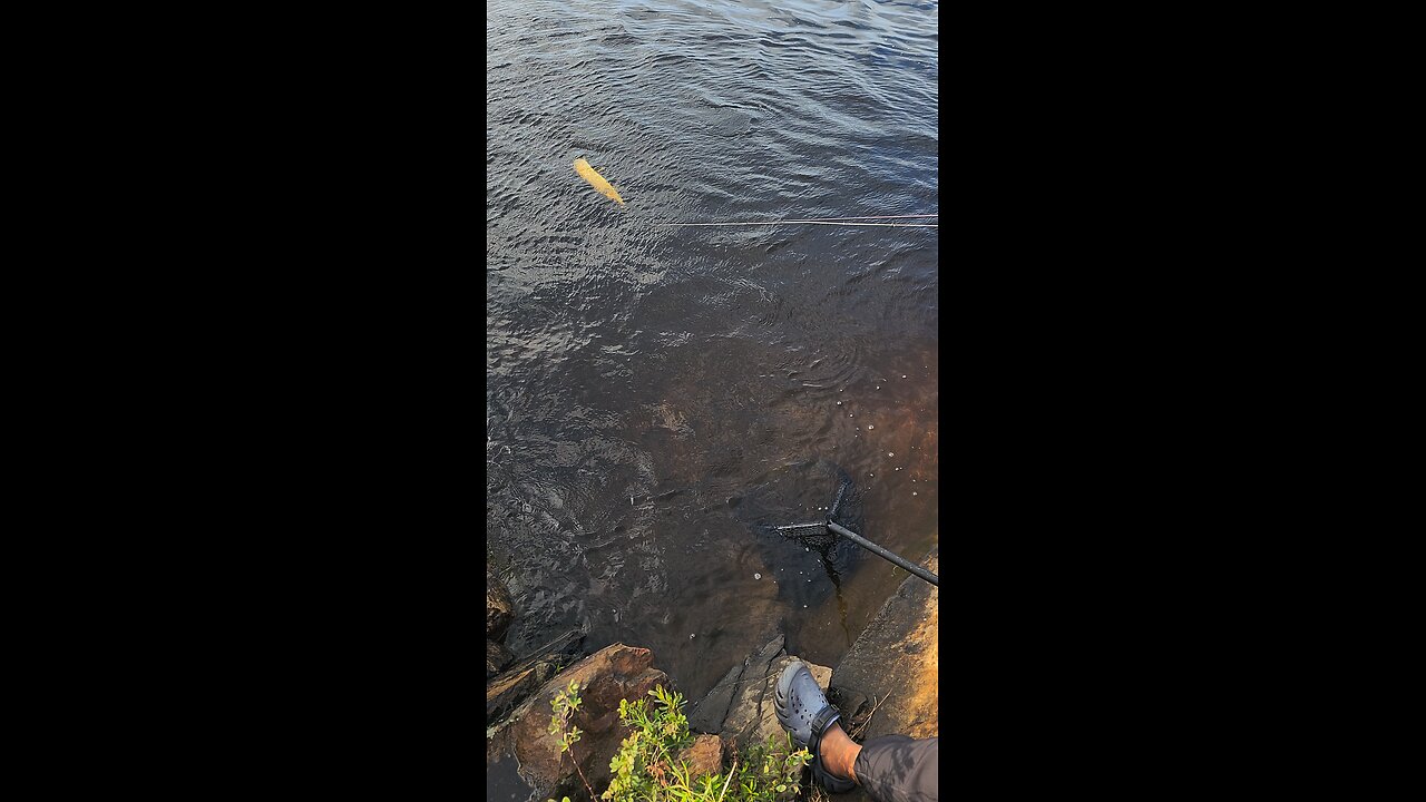catching a decent size Pike