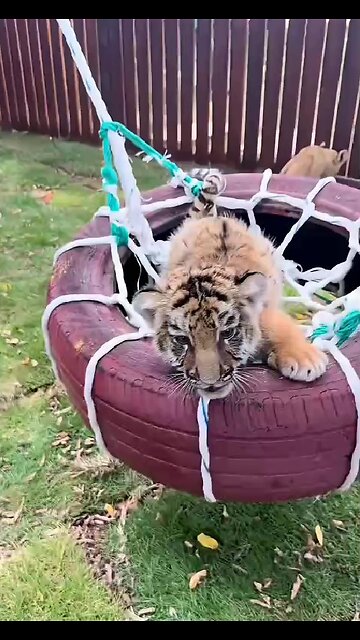 Kindergarten for little tigers!