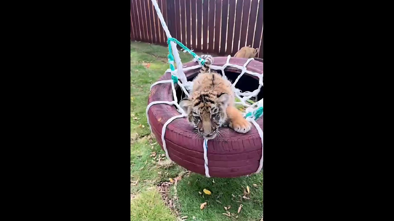 Kindergarten for little tigers!