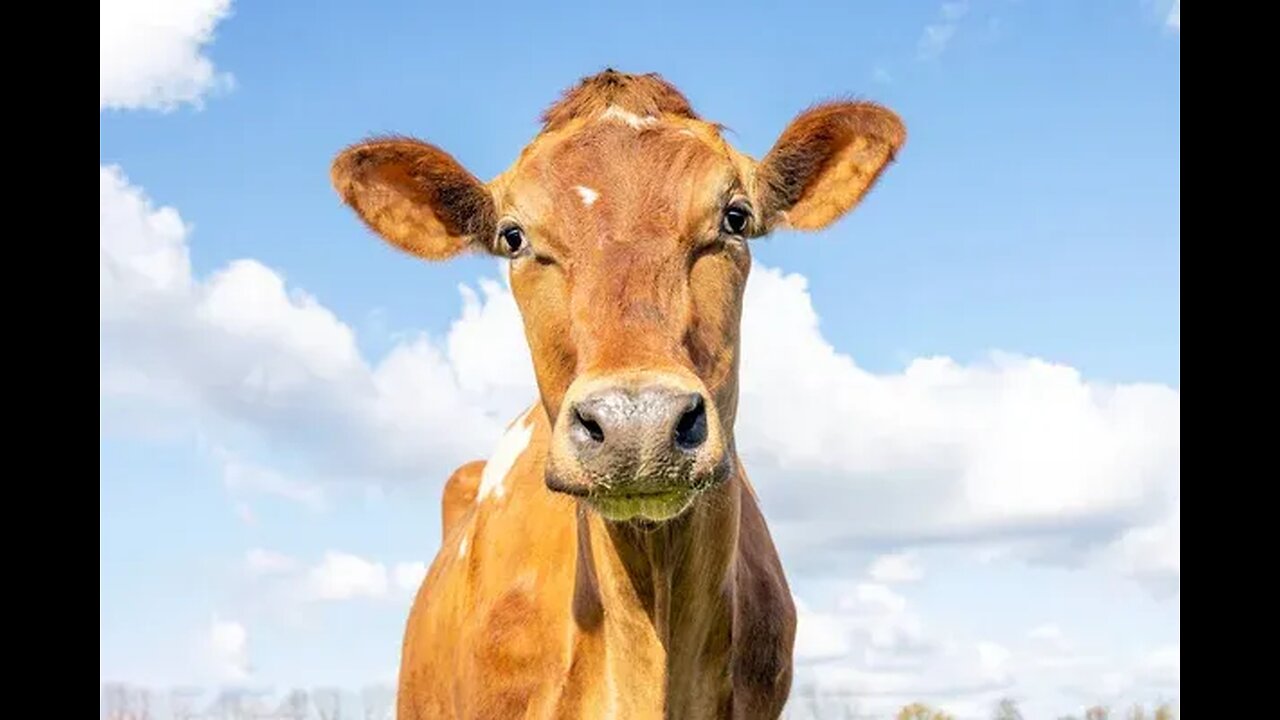Dr Colleen Cow presents...The Politically Incorrect Guide to The South by Clint Johnson (pt09 of 015)