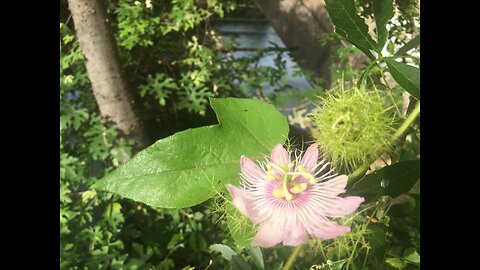 Wild flower swaying in the wind