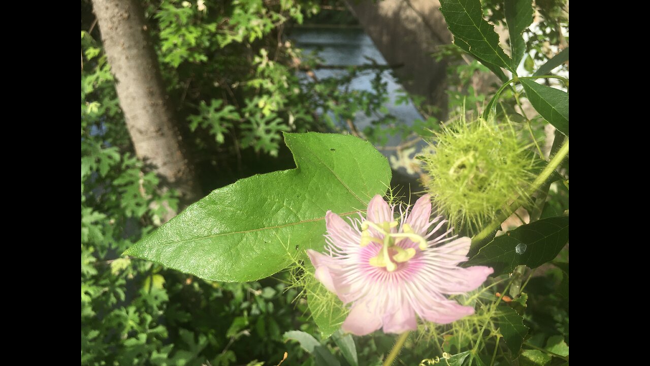 Wild flower swaying in the wind