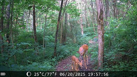 Nice velvet buck