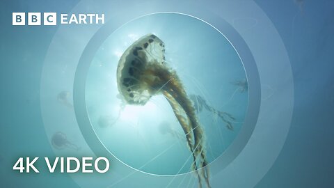 The Secret World of Jellyfish | North Atlantic | 4K UHD | BBC Earth