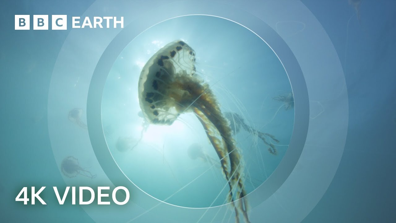 The Secret World of Jellyfish | North Atlantic | 4K UHD | BBC Earth