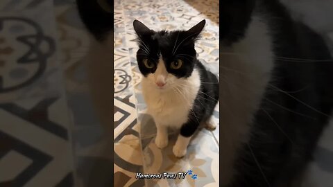 Pet Comedy Moments! 🐾😆