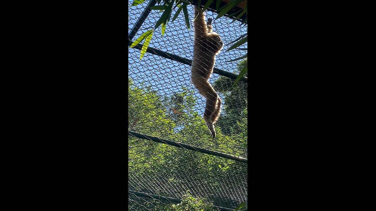 White handed gibbon Monkeys 🐒 is swinging from the zoo