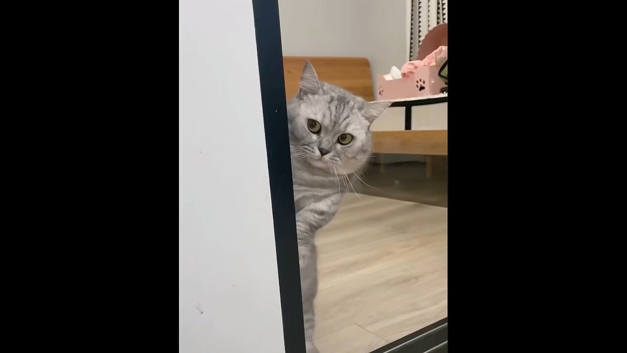 Counting Those Sneaky Cats 😼 | Funny Cat Compilation 2025
