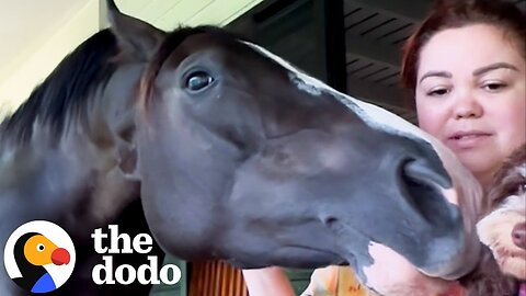 Womans Checks Into Airbnb And Gets Greeted By A Horse | The Dodo