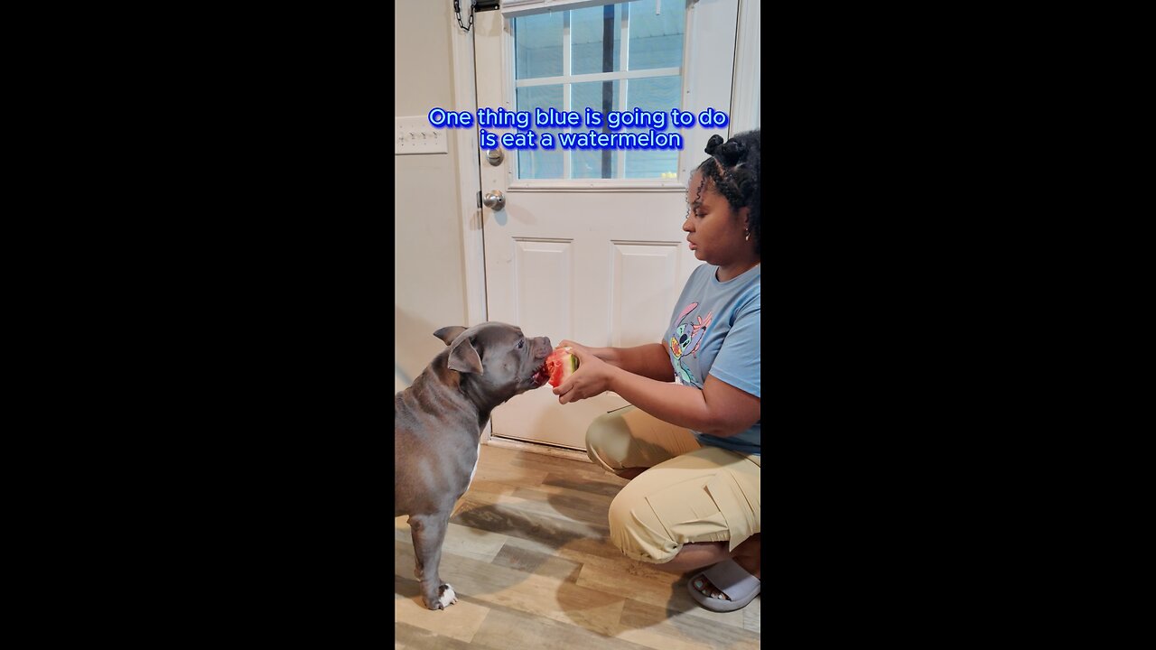 Blue eating watermelon