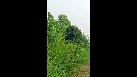 satisfying Video