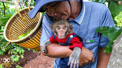 Monkey baby YiYi so happy to take care of grandpa and friends