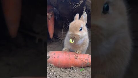A lively and cute little rabbit’s cute pet debut plan Rabbit Pastoral Little Cute Pet