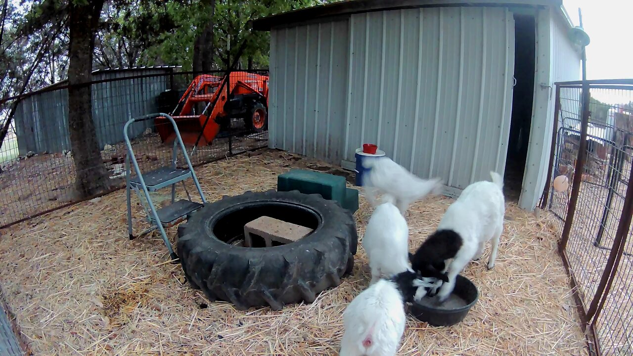 Mini goats getting some chow
