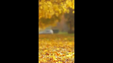 peaceful quran recitation